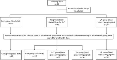 Effects of Ursolic Acid on Intestinal Health and Gut Bacteria Antibiotic Resistance in Mice